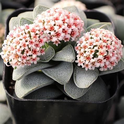 Crassula And Jade Info Mountain Crest Gardens