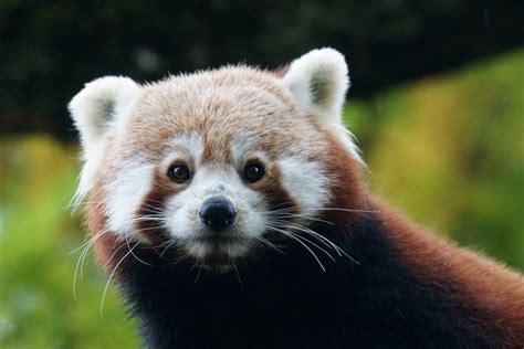 Bakgrundsbilder Träd Natur Gräs Djur Söt Vilda Djur Och Växter