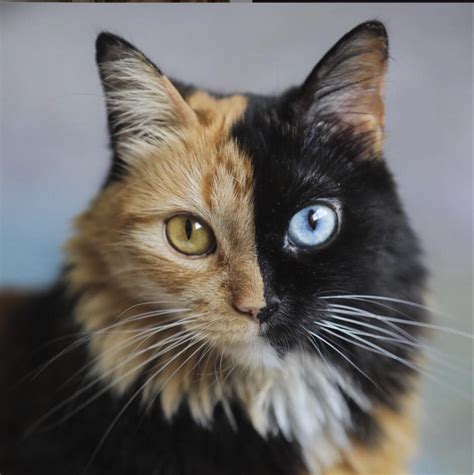 Chimera Cat