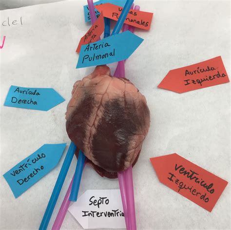 Anatomia Aplicada Nerea Pons Bodypaint Venas Y Arterias Sexiz Pix
