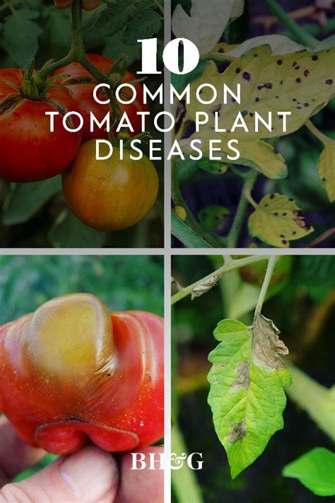 10 Common Tomato Plant Disease That Can Wreck Your Crop Plant