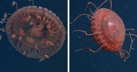 Atolla Jellyfish Discovered Off California Coast