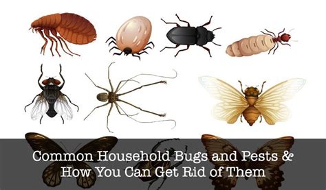 Unwanted Roommates The 7 Most Common Household Bugs In Australia