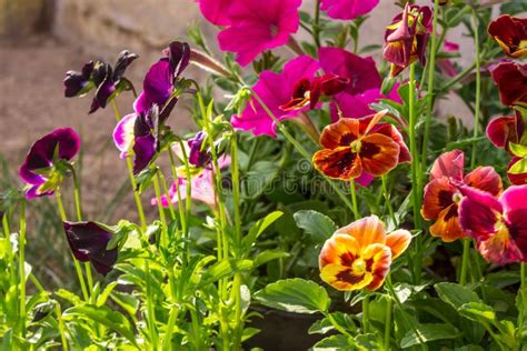 Pansies And Petunias Multicolored Flowers Stock Image Image Of Group