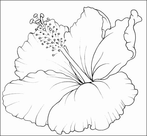 6 Hawaiian Flower Template for Coloring - SampleTemplatess
