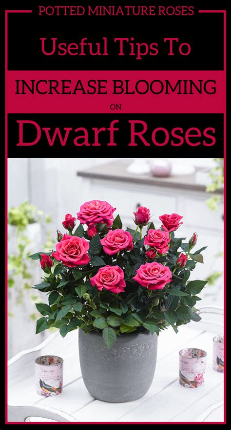 Potted Miniature Roses Useful Tips To Increase Blooming On Dwarf Roses