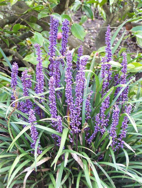 Buy Liriope Muscari Monroe White Okina Royal Purple