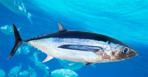 Skipjack Tuna Vs Albacore Tuna 6 Key Differences Az Animals