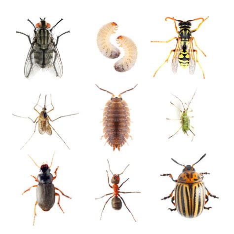 Sie sind keine schädlinge, sondern wertvolle tiere: Insekten im Garten - Nützlinge und Schädlinge - Das Online ...
