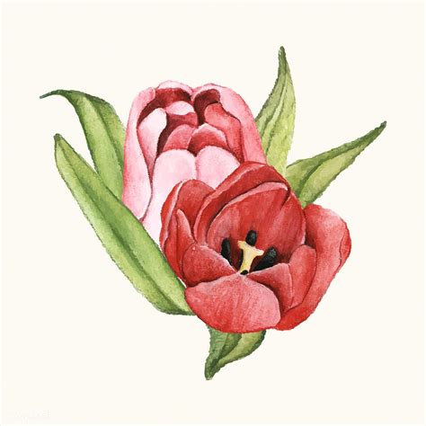 Hand Drawn Tulip Flower Isolated Free Image By Flower