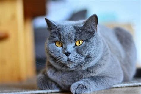A Fun Collection Of Facts About The Russian Blue Cat Breed Cole