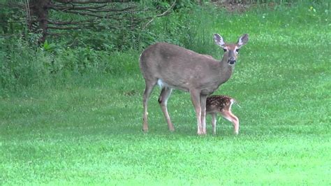 Baby Deer And Its Mom Hd Youtube