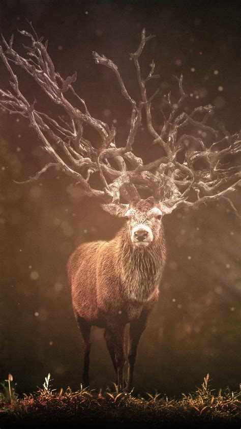 Wallpapers Hd Deer In Forest