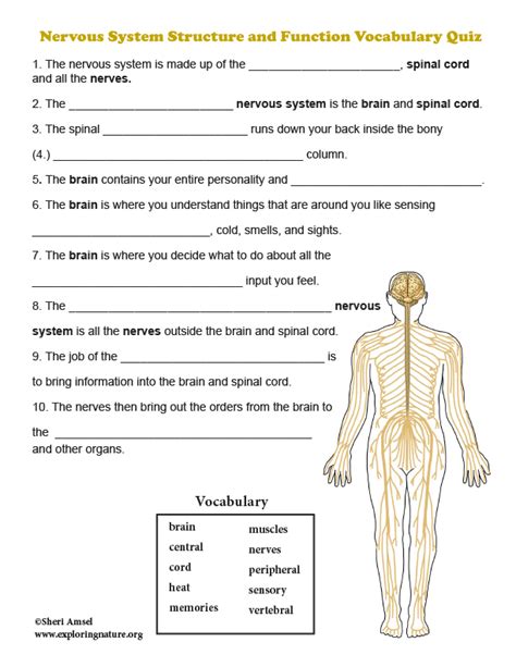 Nervous System Structure And Function Vocabulary Quiz