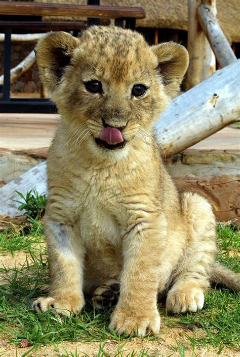 Cute Baby Lion Cubs
