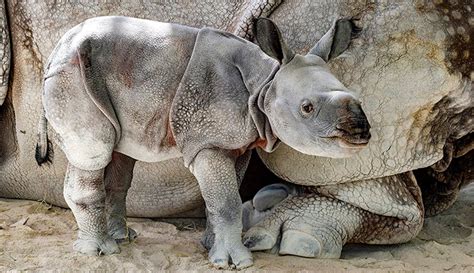 Zoo Miami Welcomes Adorable One Horned Indian Baby Rhino
