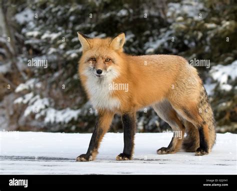 The Red Fox Vulpes Vulpes Is The Largest Of The True Foxes And The