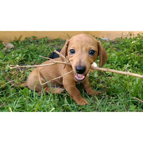 I spent most of my time playing in the. FloriDachs Miniature Dachshunds Largo, FL Dog Breeders ...