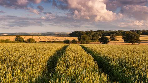 Wheat Field In Dorset Fields Of Wheat Look Golden In Eveni Flickr