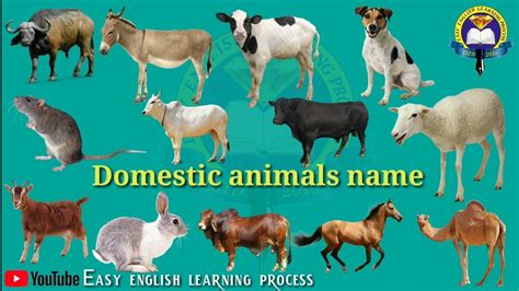 Domestic Animals Name Learn Domestic Animals Sounds And