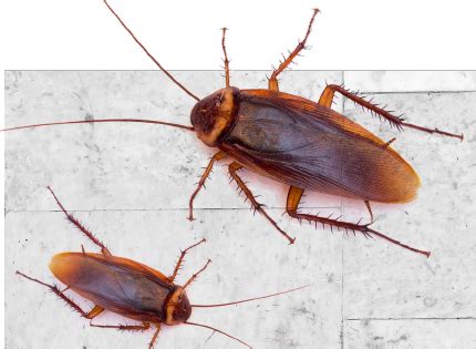 92 pest ex products are offered for sale by suppliers on alibaba.com, of which pest control accounts for 4%. Gold Coast Pest Control & Termite Treatment Services | Pest Ex