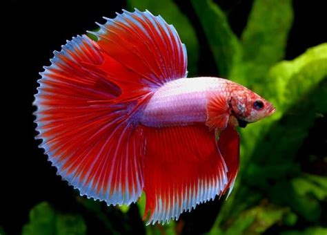 Warna merah tersebut cukup dominan di bagian punggungnya aqua friends. Gambar Ikan Layang2 - Gambar Ikan HD