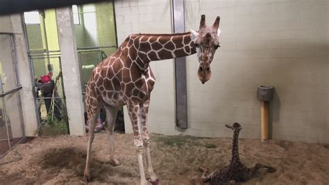 Meet The Giraffe Calf Born At The Cheyenne Mountain Zoo On Saturday