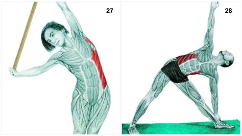 36 Pictures To See Which Muscle Youre Stretching Page 5 Of 5 Make