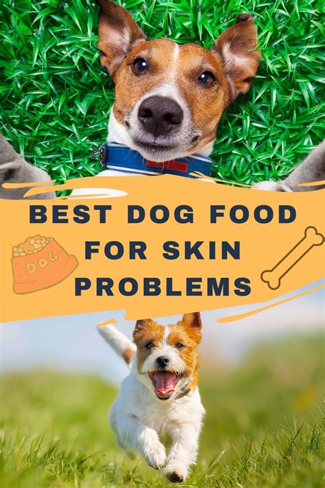 Symptoms of food allergies in dogs. Best Dog Food For Skin Problems - UPDATED 2020 ...