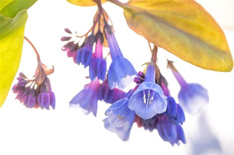 Virginia Bluebells Mertensia Virginica Bloom At Lewis Ginter
