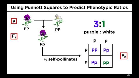 Punnett squares punnett squares are a useful tool for predicting what the offspring will look like when mating plants or animals. Mendelian Monohybrid Cross/Genetics-3 by JJS Sir (for ...