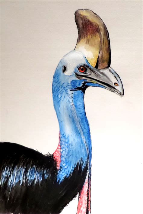 Cassowary Watercolour And Ink 30cm X 21cm Watercolor And Ink