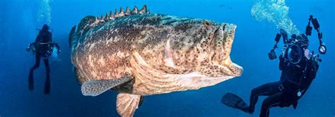 052023 Blog How To Photograph A Goliath Grouper