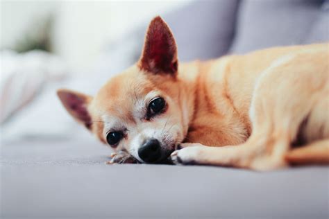 Why Do Chihuahuas Sleep Between Your Legs Dogs Training Tips