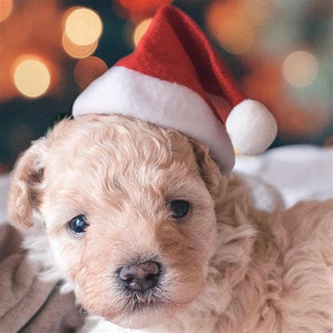 1pcs Pet Christmas Hat Winter Warm Cat Dog Santa Claus Hat