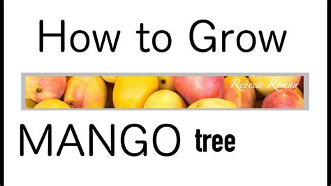 How to grow a mango tree from a grocery store bought mango. How to grow MANGO TREE! Easy Method. From the SEED. - YouTube