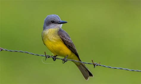 25 Birds With Yellow Bellies With Pictures Animal Hype