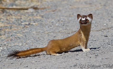 Long Tailed Weasel Coyote Hills Regional Park Fremont C Flickr