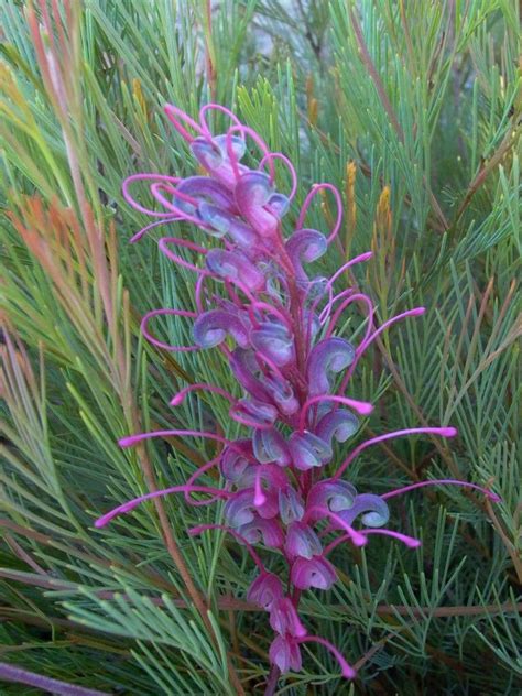 Such shrubs are often used in meditation gardens. Grevillea Purple Haze from http://www.australisplants.com ...