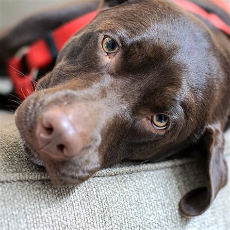 Bone cancer is common in dogs. Bone Cancer in Dogs | Huntersville Vet Oncologist ...
