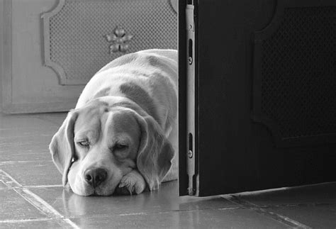 Learn more about doorbell limited. 5 Best Dog Doorbells: They'll Tell When They've Gotta Tinkle!
