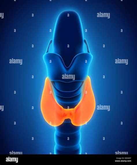 Human Thyroid Gland Anatomy Stock Photo Alamy