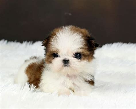 High to low nearest first. Teacup Shih Tzu - Small, Cute and Adorable Dog | PetsHotSpot.com