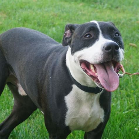 They are so full of love! Happy it's finally nice out #pitbull #pitbullsofinstagram | Animals beautiful, Cute dogs ...