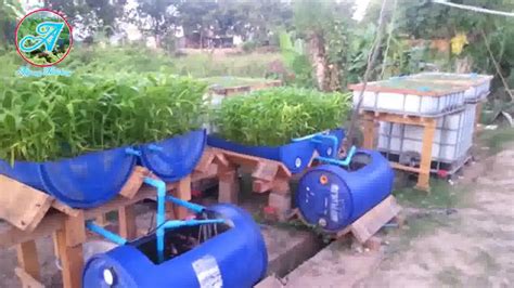 Tilapia And Vegetables In The Barrel Aquaponics System Youtube