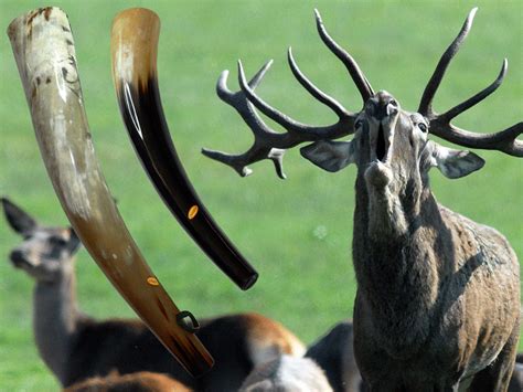 Jsme nová a moderní veterinární ordinace v řevnicích, na náměstí krále jiřího z poděbrad 5, řevnice. Řevnice z volského rohu nad 55 cm - DEVANA - VSEPROLOV.CZ