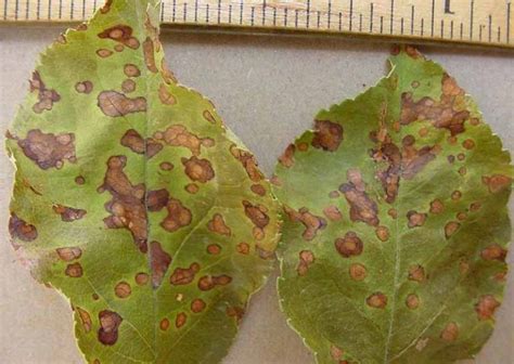 How To Control Apple Black Rot And Frogeye Leaf Spot