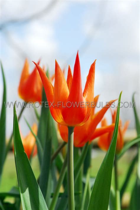 Tulipa Lily Flowering ‘dutch Dancer‘ 12 Cm 100 Pbinbox Rotex