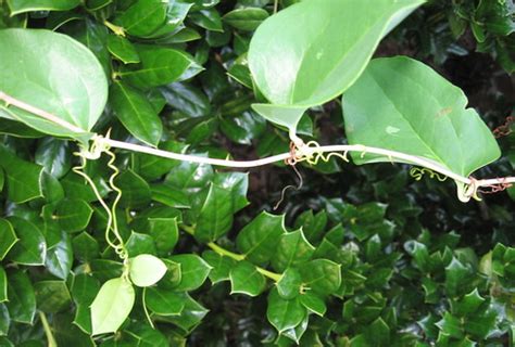 Where does the greenbrier vine grow in north america? COMMON GREENBRIER..... | Smilax rotundifolia - This vine ...