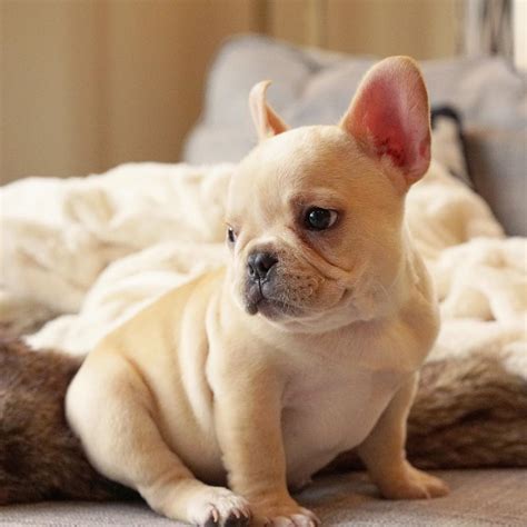 Dog harnesses present a much better solution for frenchie puppies. Top 5 French Bulldog instagram profiles - French Bulldog Breed